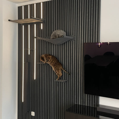 Katzenfitness: So hältst du deine Katze fit und aktiv