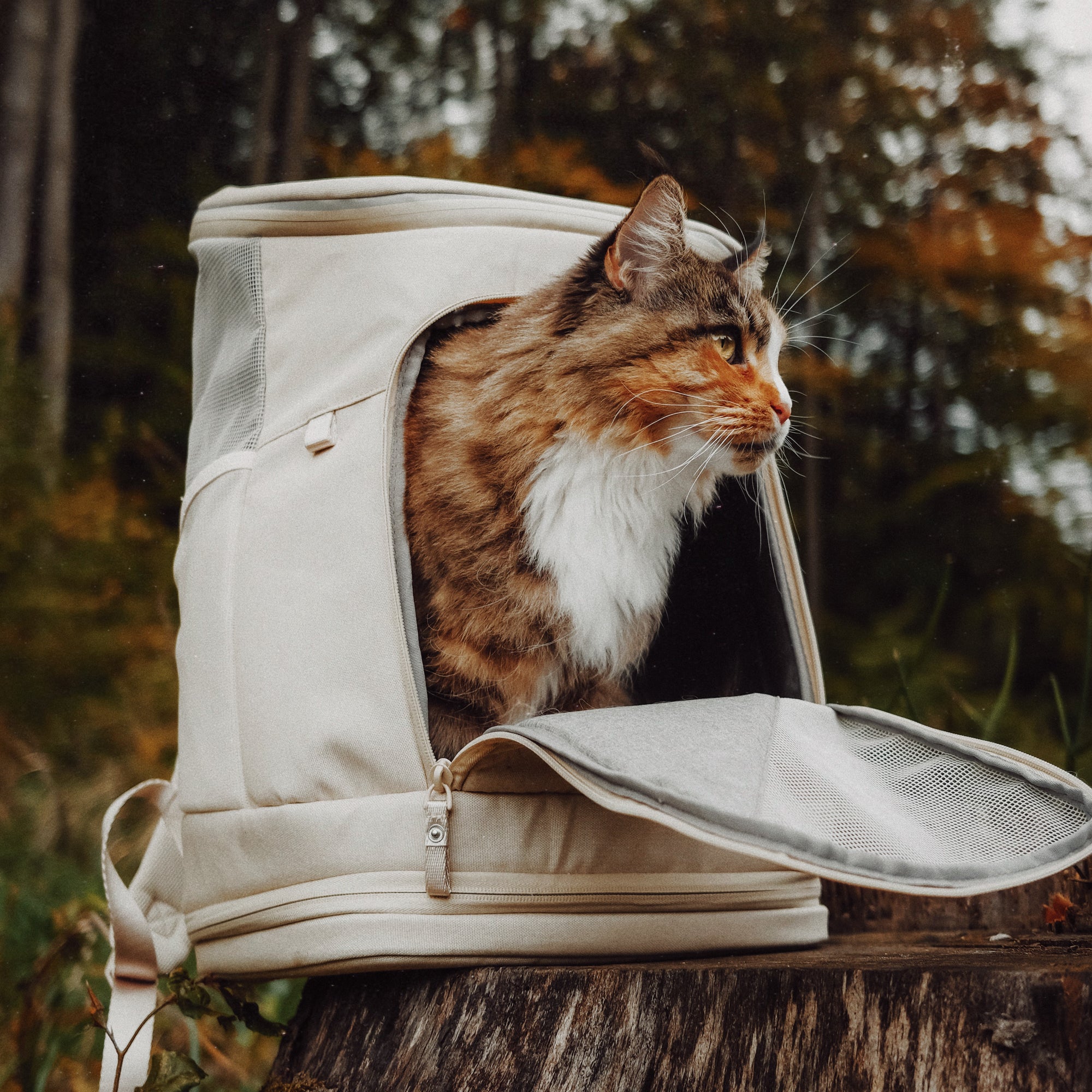 Autofahrten und Flugreisen mit Katze: so klappt's bestimmt!