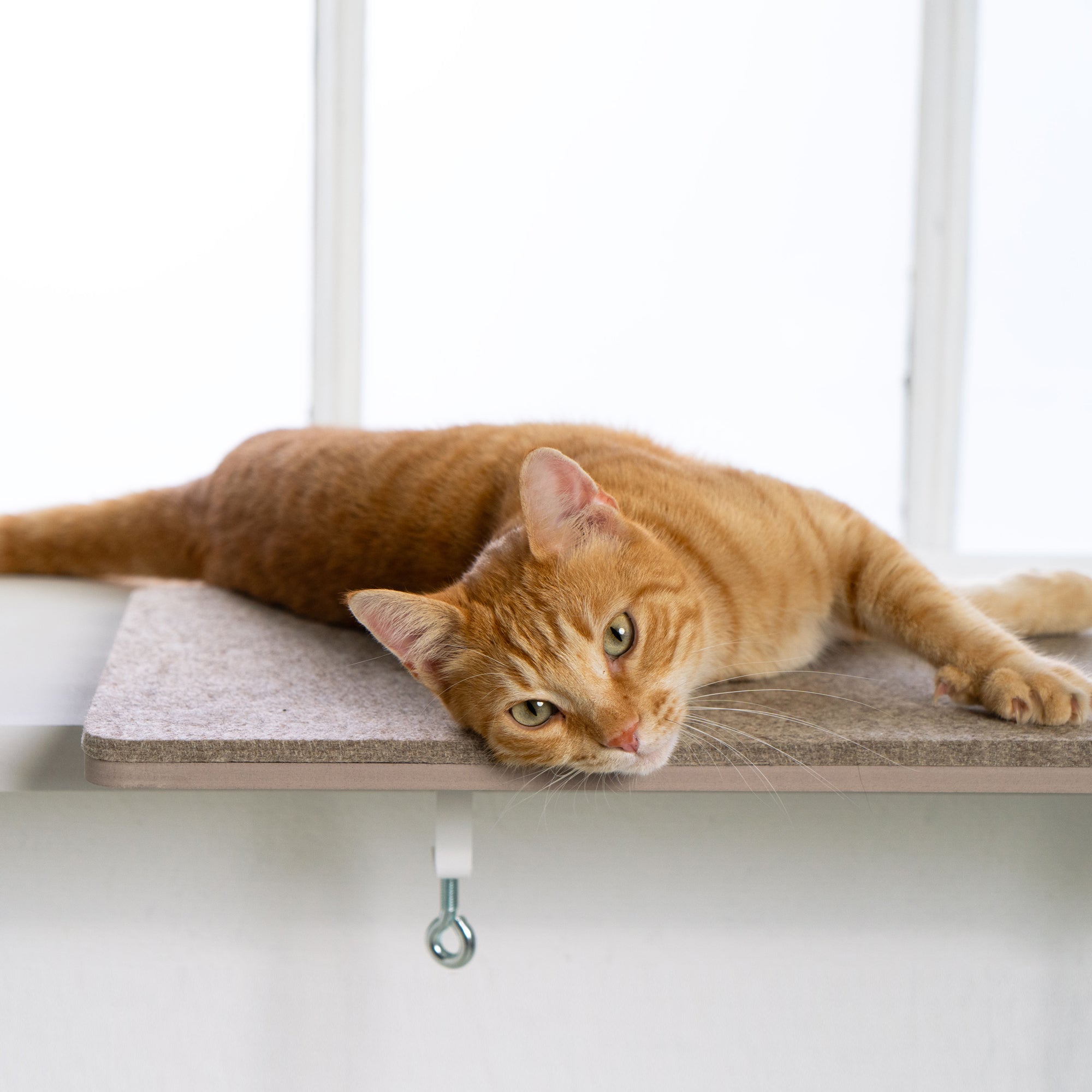 katze Fensterliege