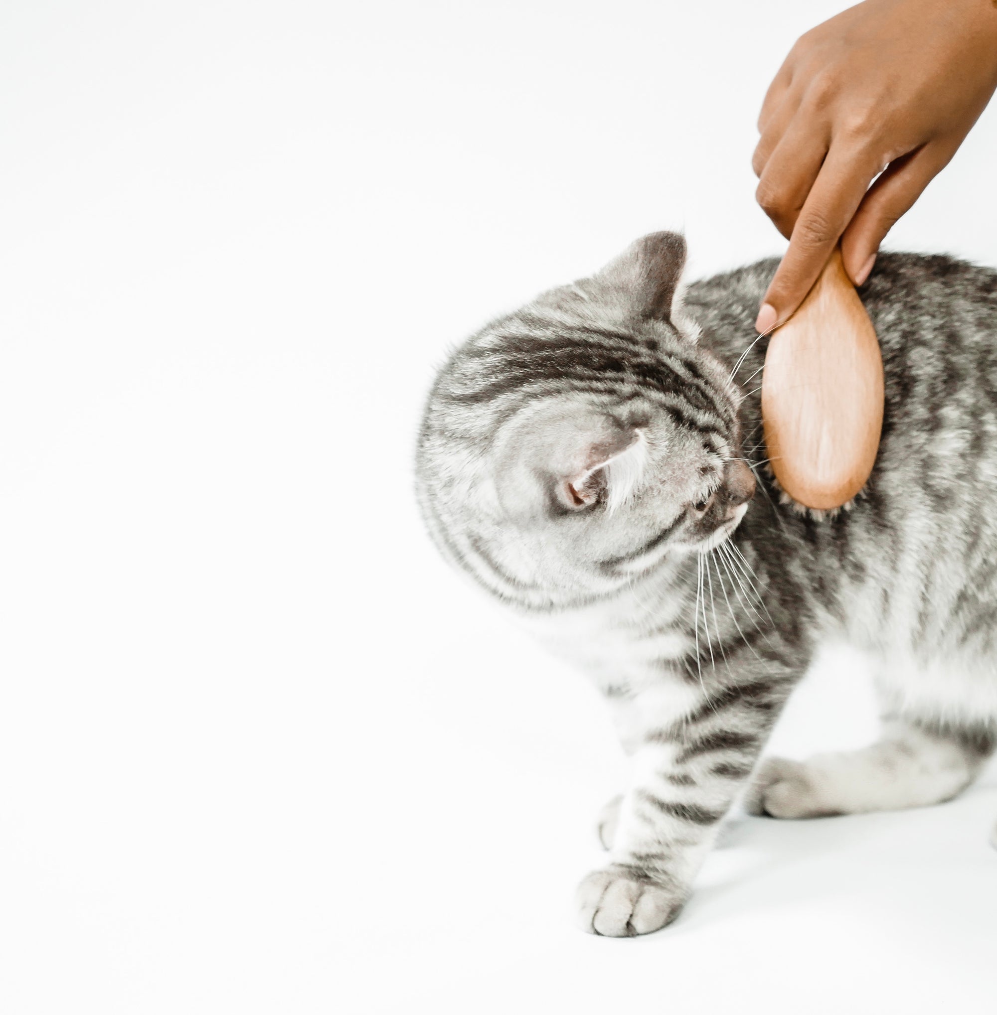 Warum Katzenbürsten ein Muss sind und wie du das Haaren in den Griff bekommst