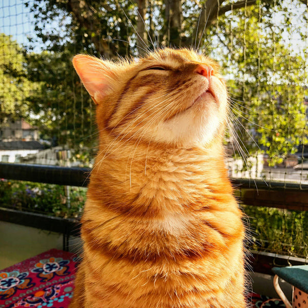 Un balcon sécurisé et adapté aux chats : conseils pour le rendre sûr et confortable