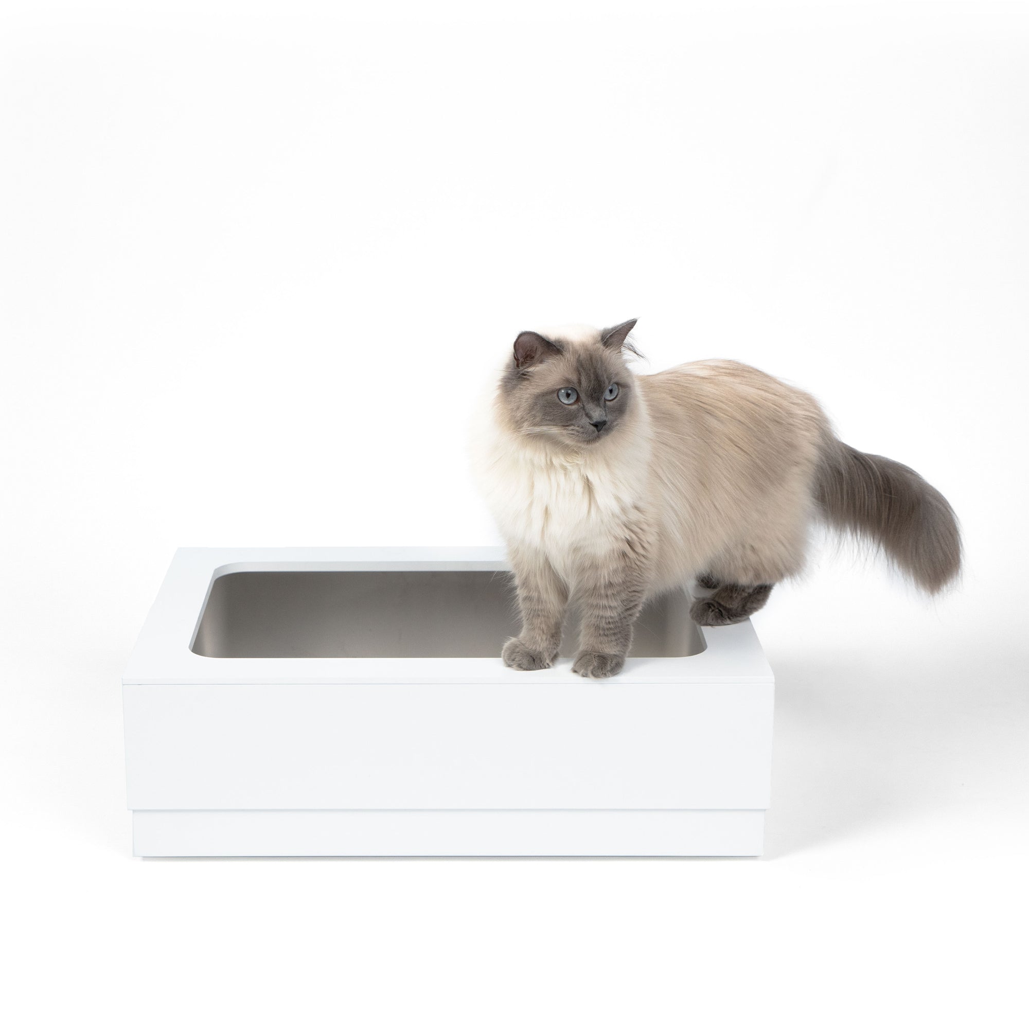 Katze auf Katzentoilette