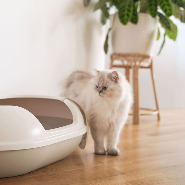 Katzenklo sauber halten: Tipps für eine frische Katzentoilette