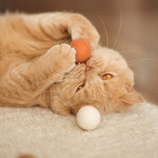 Prénoms pour chats : Nos idées et conseils pour choisir le nom parfait