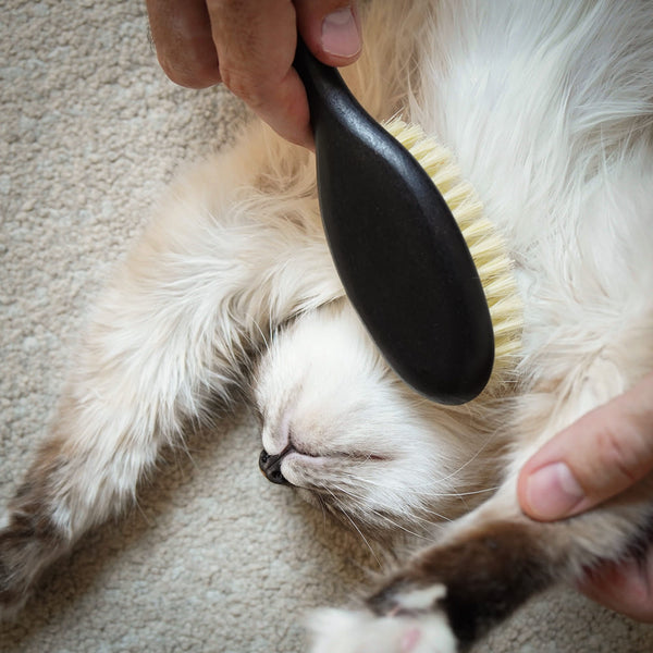 Die Sprache deiner Katze: 10 Körpersprache-Signale, die du kennen solltest