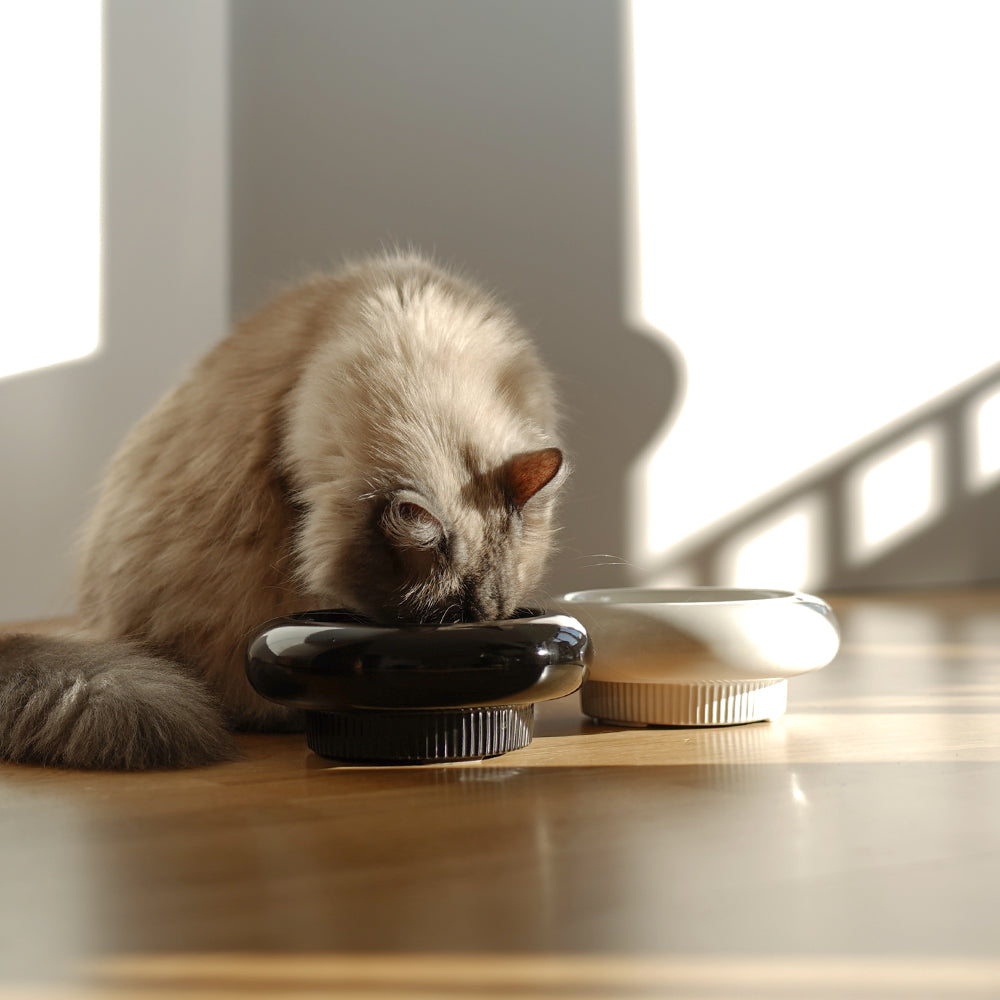 MYCO cat bowl
