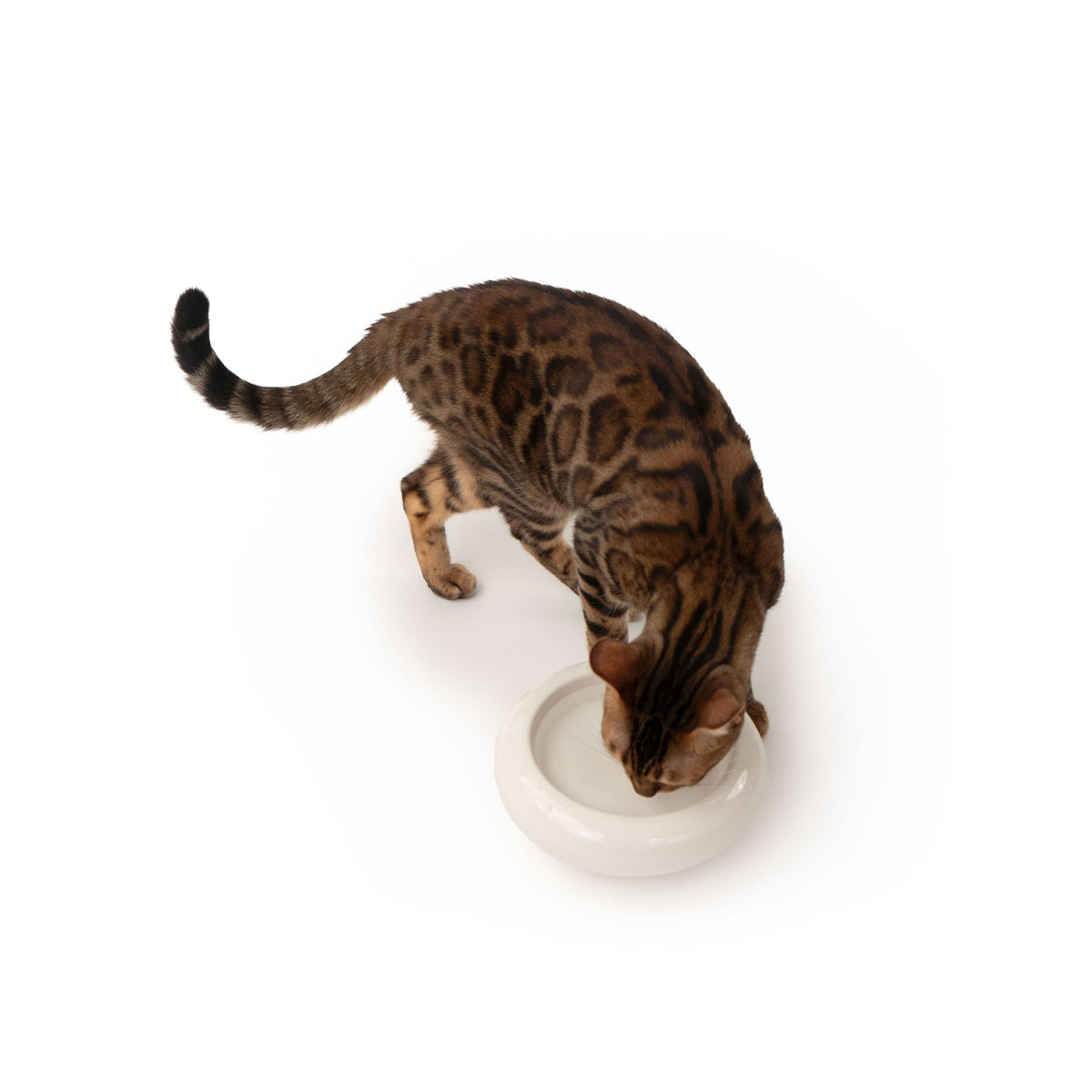 MYCO cat bowl