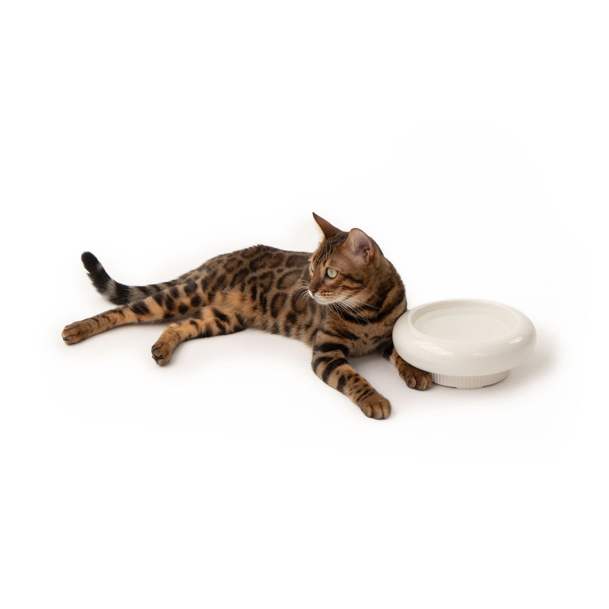 MYCO cat bowl