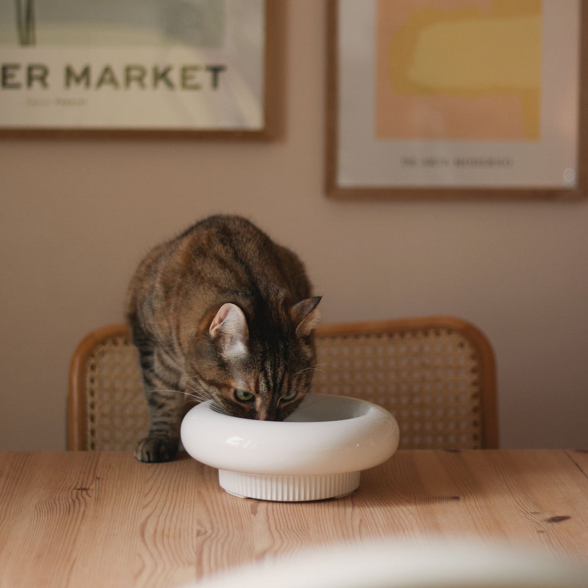 MYCO cat bowl