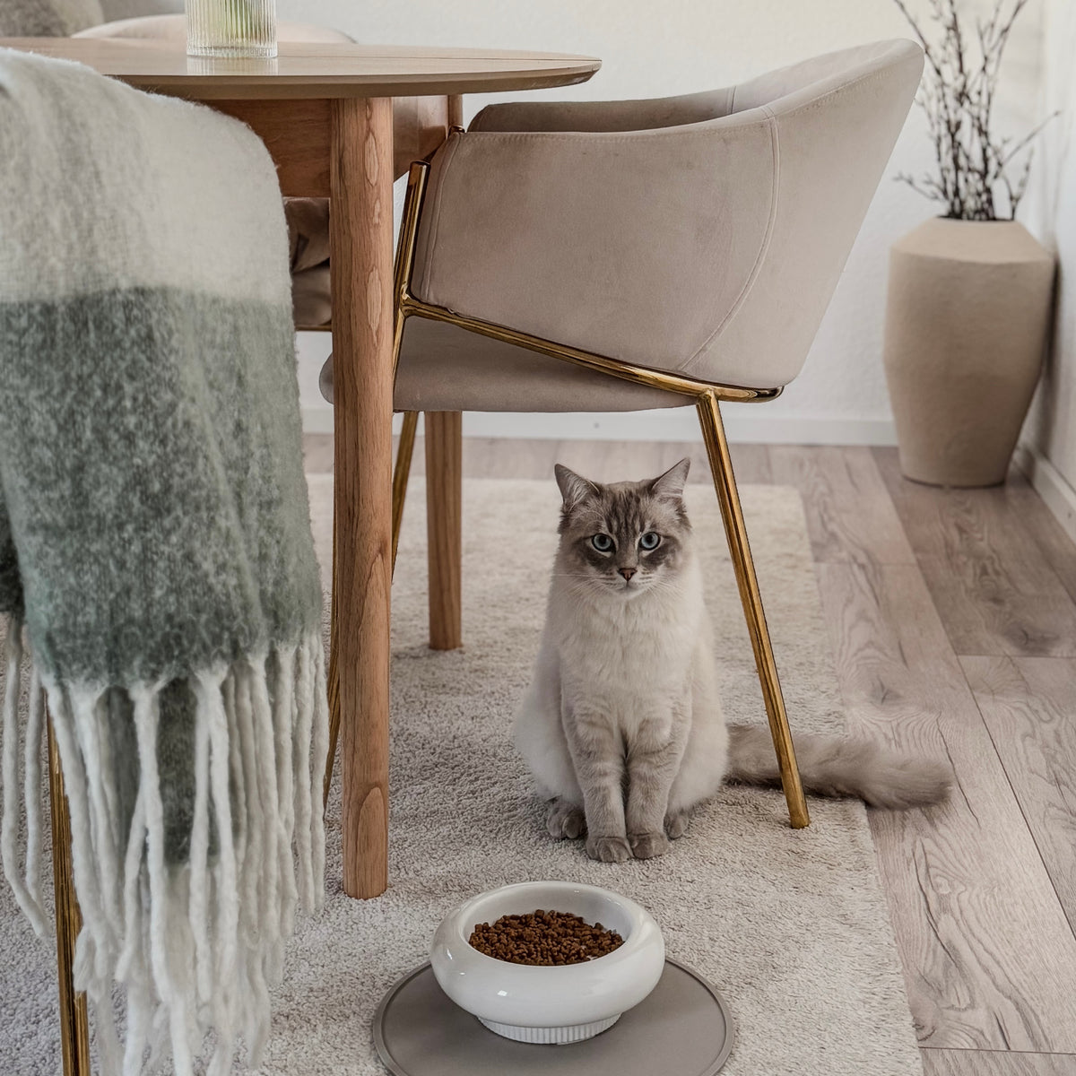 MYCO cat bowl