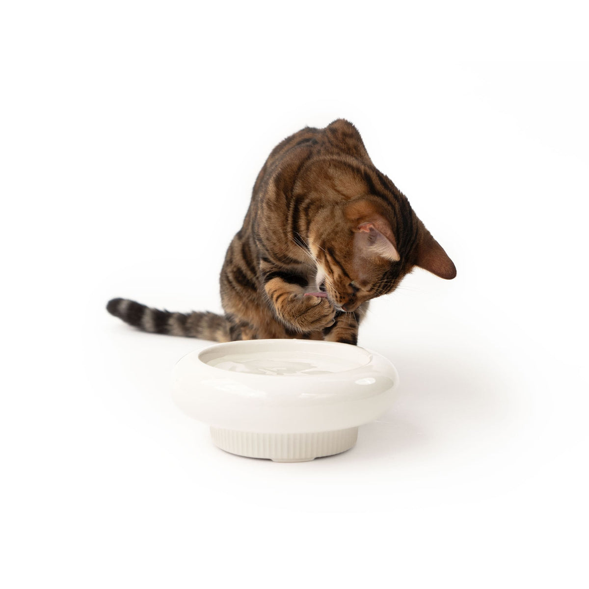 MYCO cat bowl