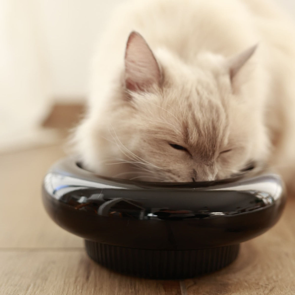 MYCO cat bowl