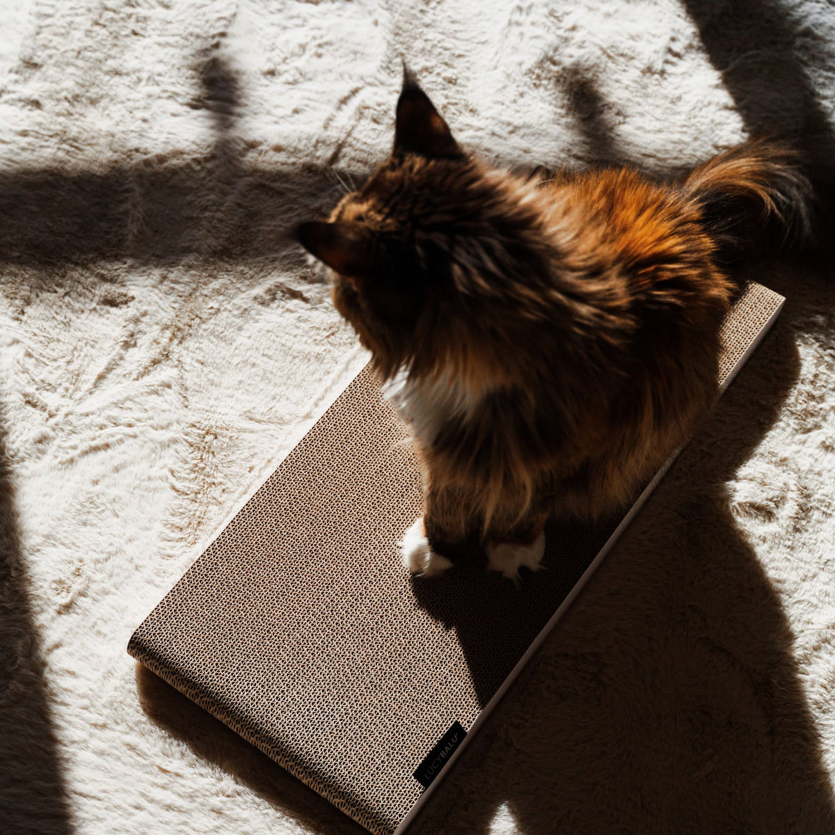 SCRATCHPAPER scratching cardboard