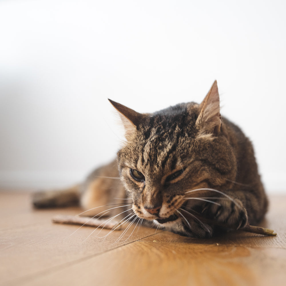 Pack Cat Wellness