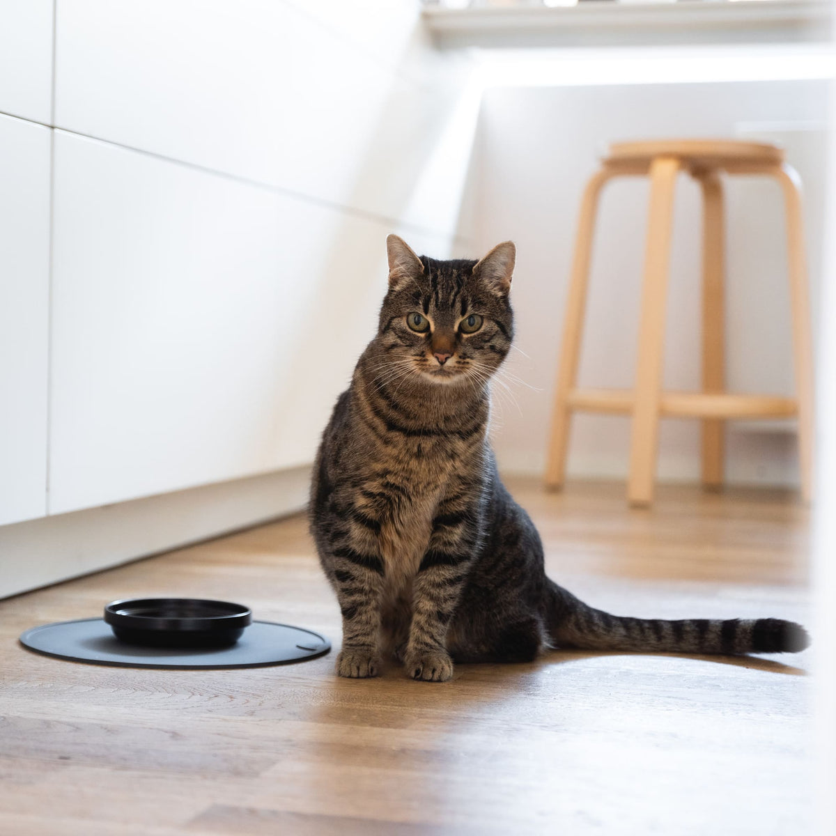 CIRCLE cat food place mat