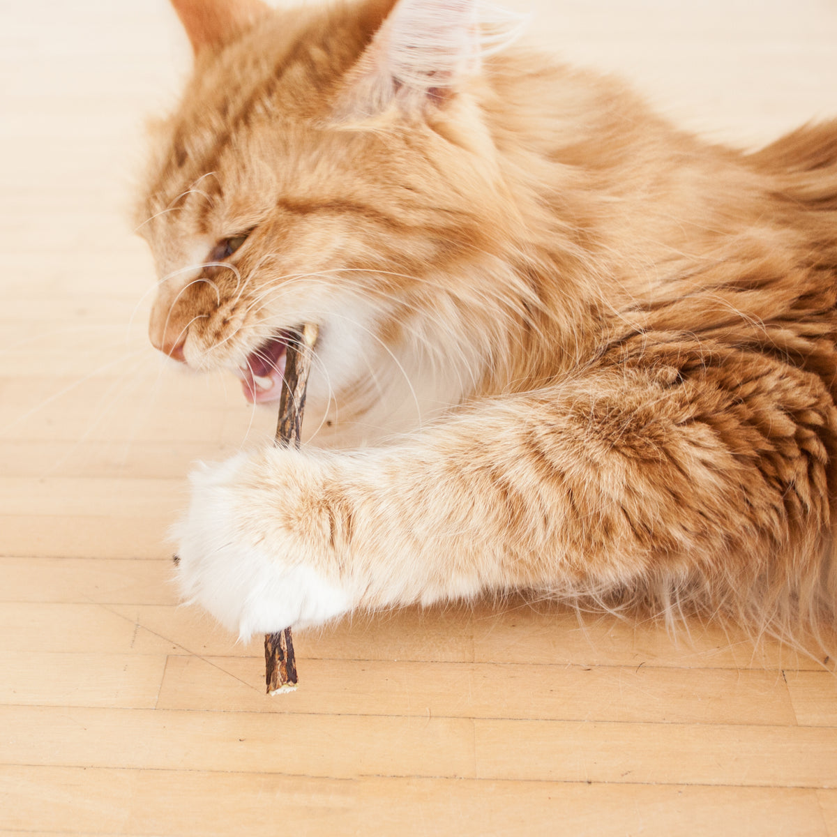 Pack Cat Wellness