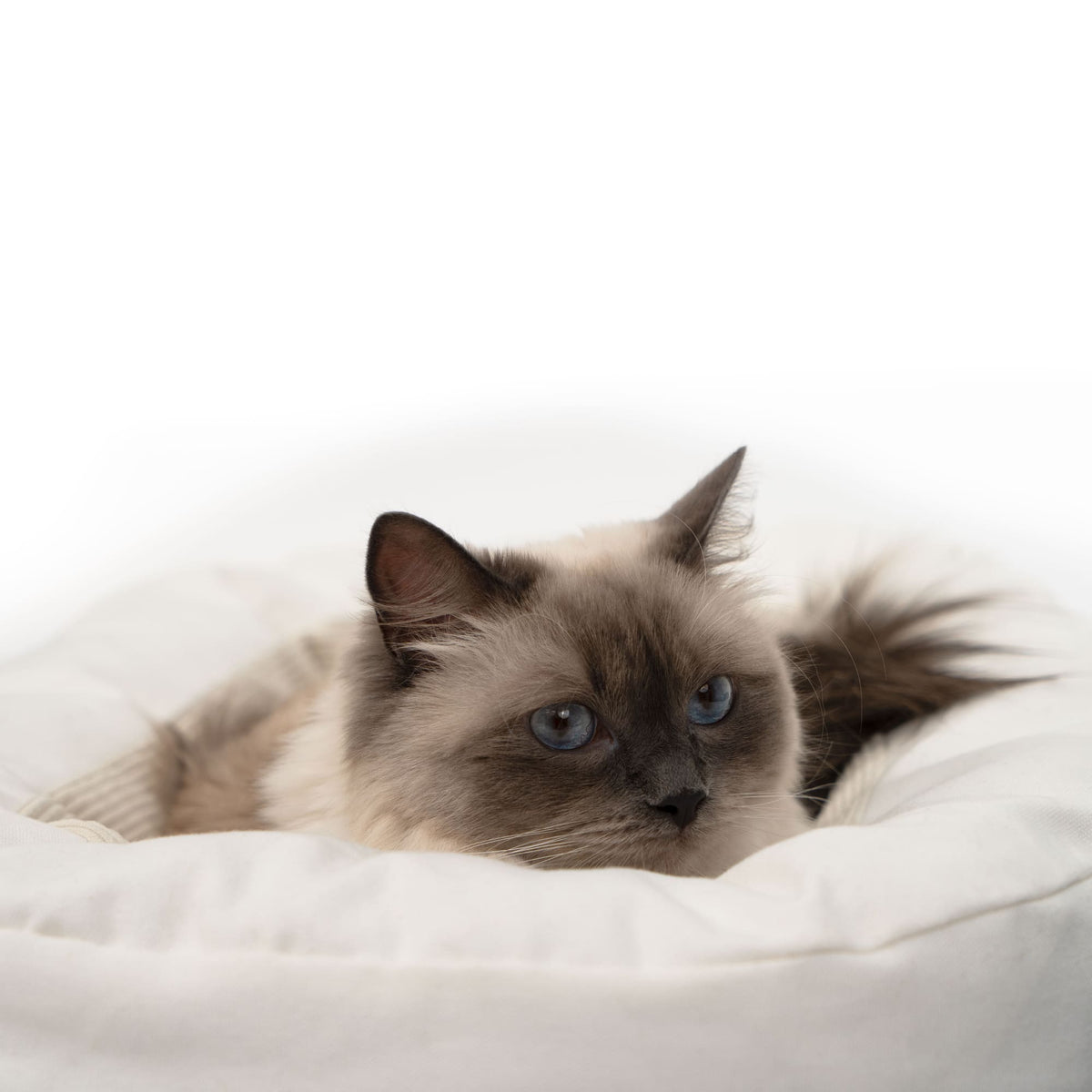 DINGHY cat bed