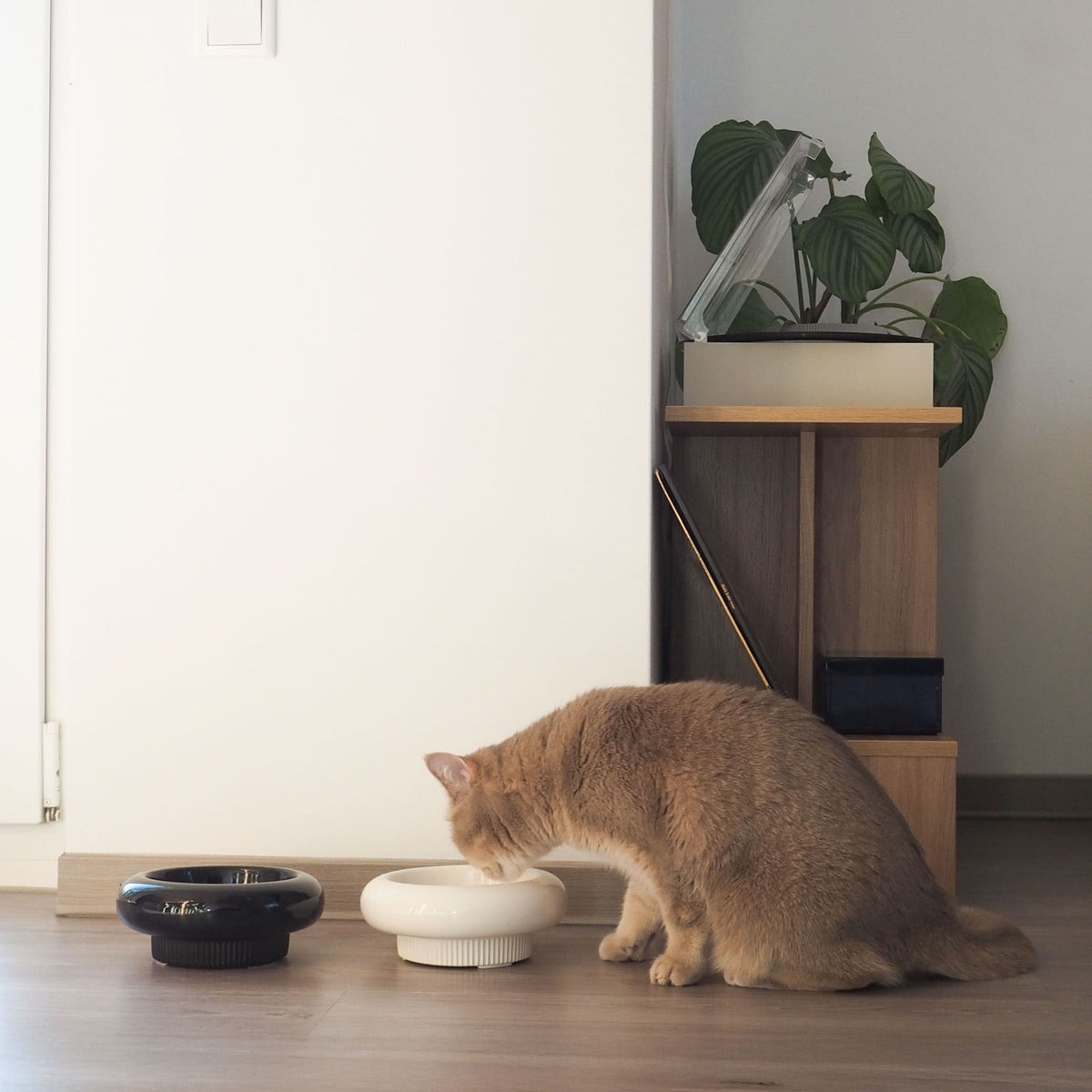 MYCO cat bowl