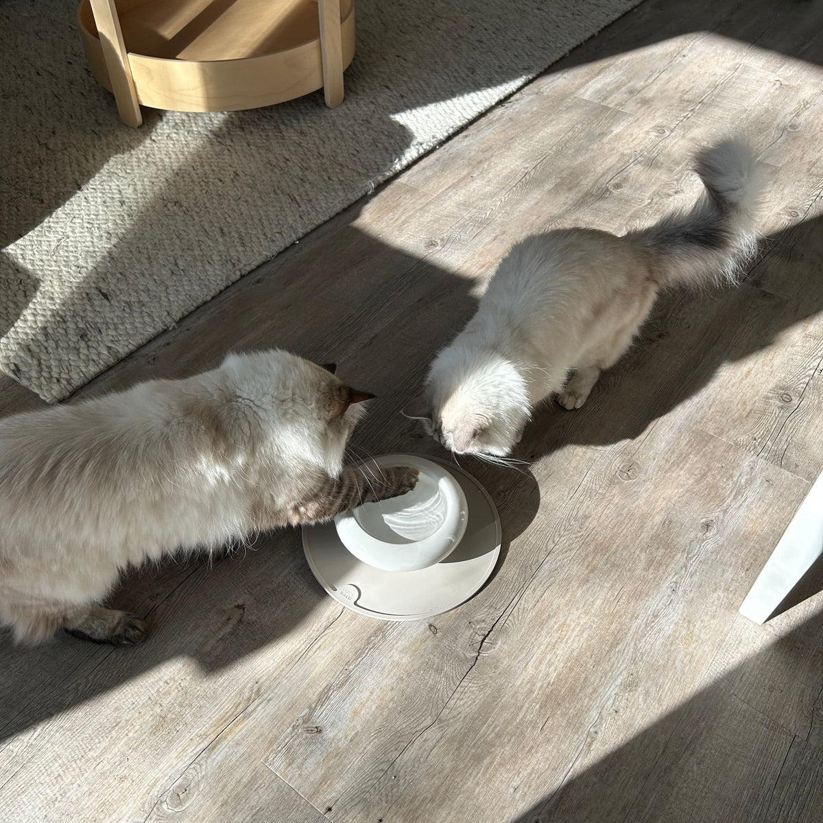 MYCO cat bowl