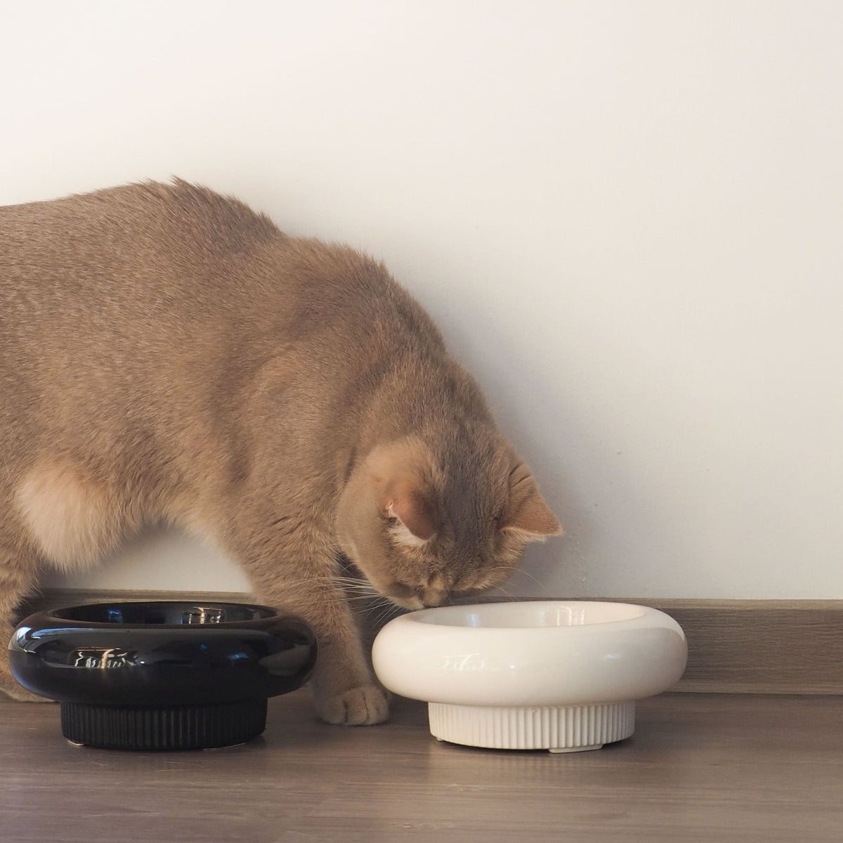 MYCO cat bowl