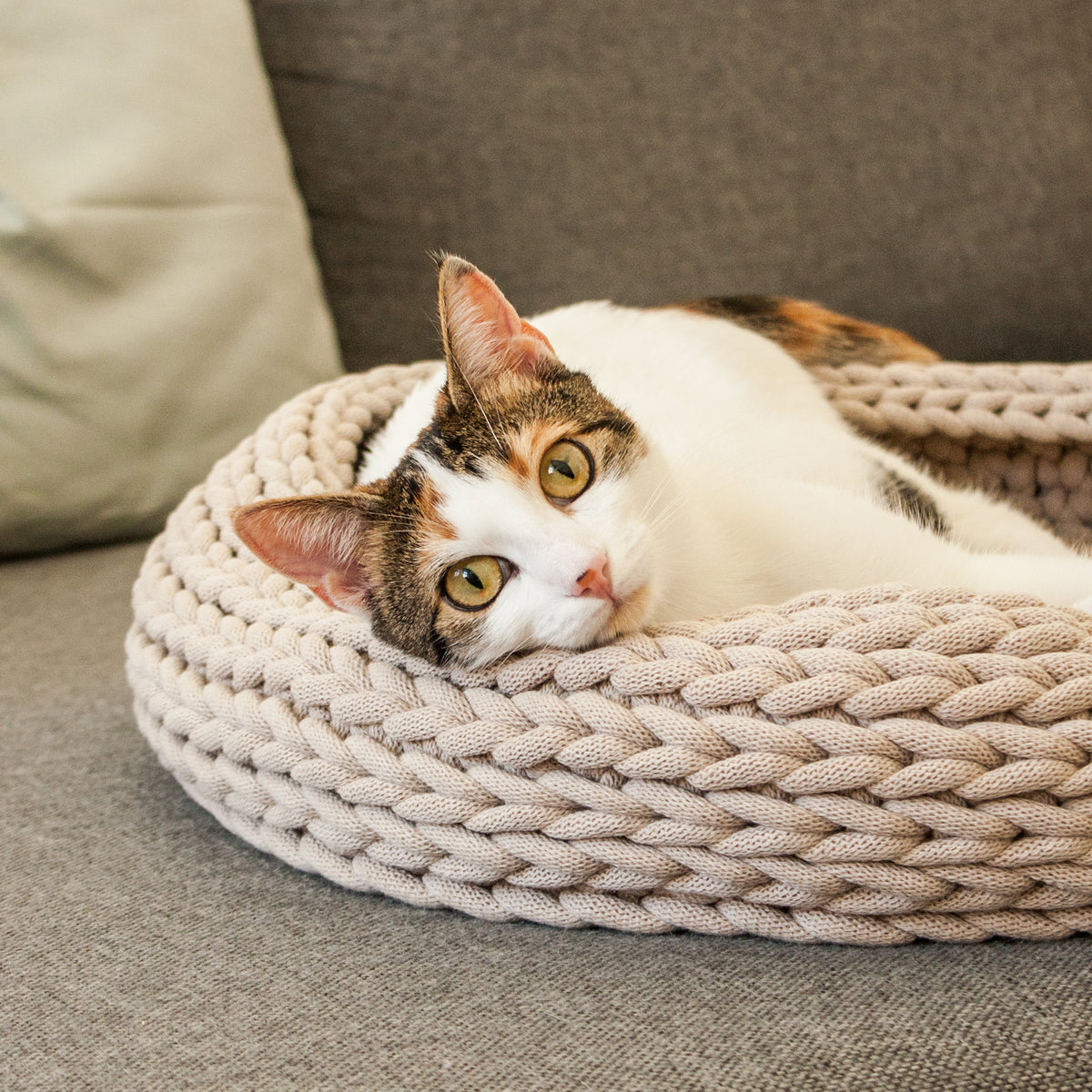 Katzenbett auf dem Sofa