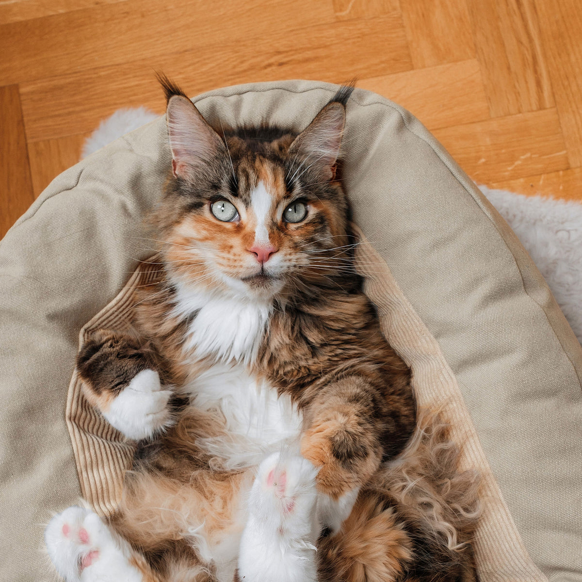 Katzenbett in sand mit Katze