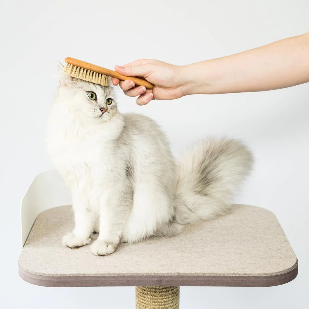 Pack Cat Wellness