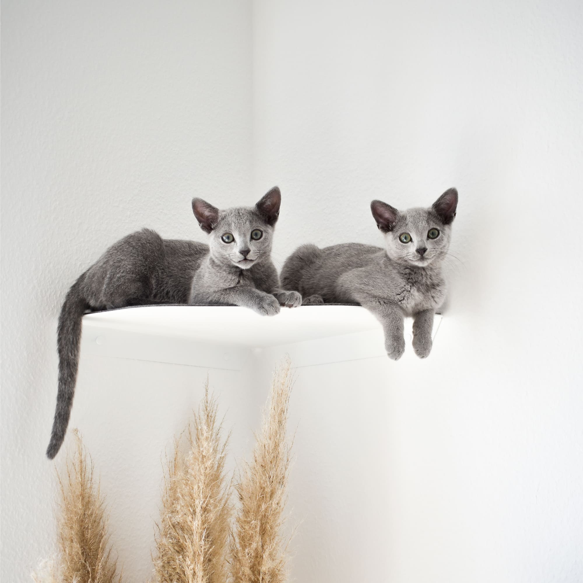 CORNER Cat Lounger & Climbing Step for the Corner
