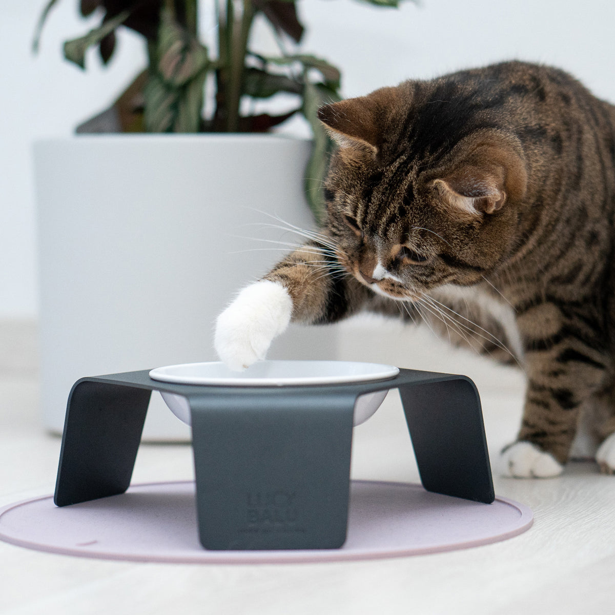 Cat food bowl &amp; place mat set