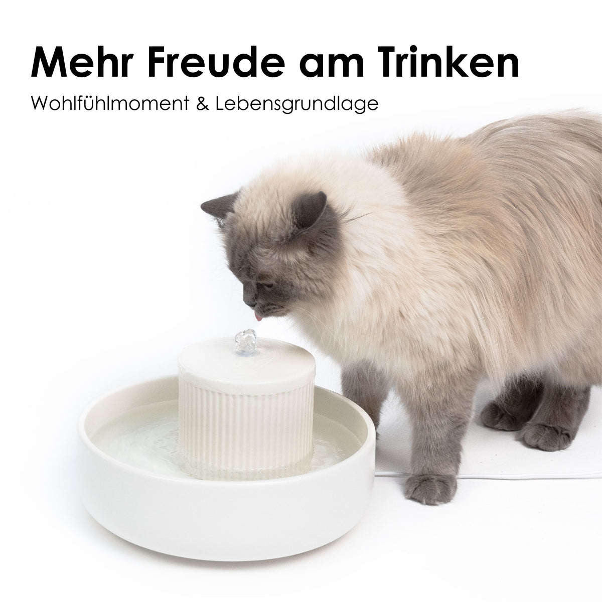 Trinkbrunnen für Katzen