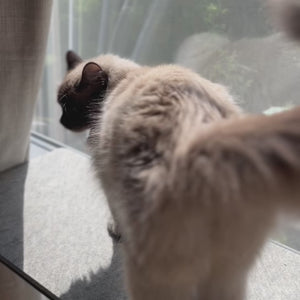 Beispiel für Montage Fensterbankliege Katzen