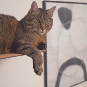 Wand Kletterhilfe Katze mit Kork Auflagen
