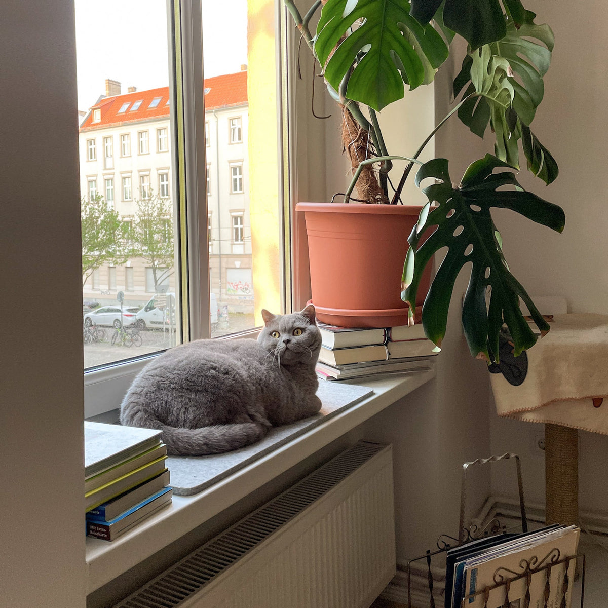 Katzen Fensterbankauflage