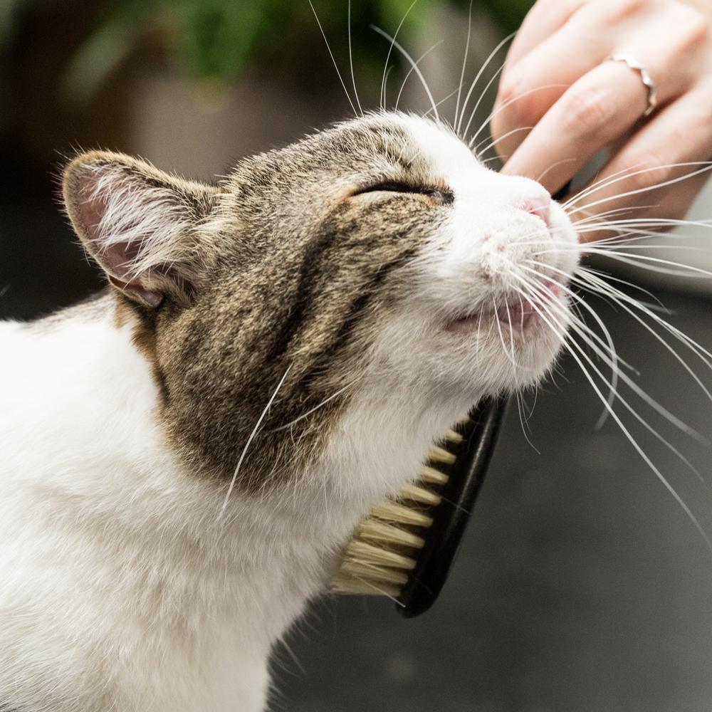 Katzen kämmen Fellpflege