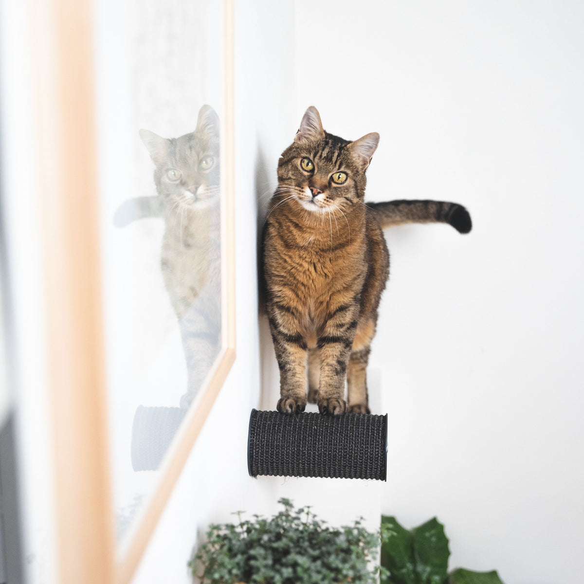 Katzen Kletterstamm aus Sisal 